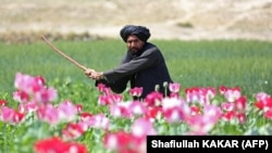افغانستان-طالبان-کوکنار