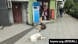Вуличні собаки в Батумі мирні, їх усі люблять