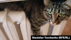 Опалення в будинках із централізованим теплопостачанням вмикається тоді, коли впродовж трьох днів середньодобова температура опускається нижче за 8 градусів