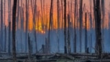 Серебрянский лес в Луганской области весной 2024 года