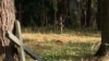 Image result for хільчук