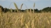 Україна не має грошей на високий урожай