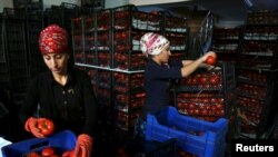 Работницы расфасовывают томаты на оптовом рынке в Анталье после введенного Россией запрета на ввоз некоторых товаров из Турции. 30 ноября 2015 года.