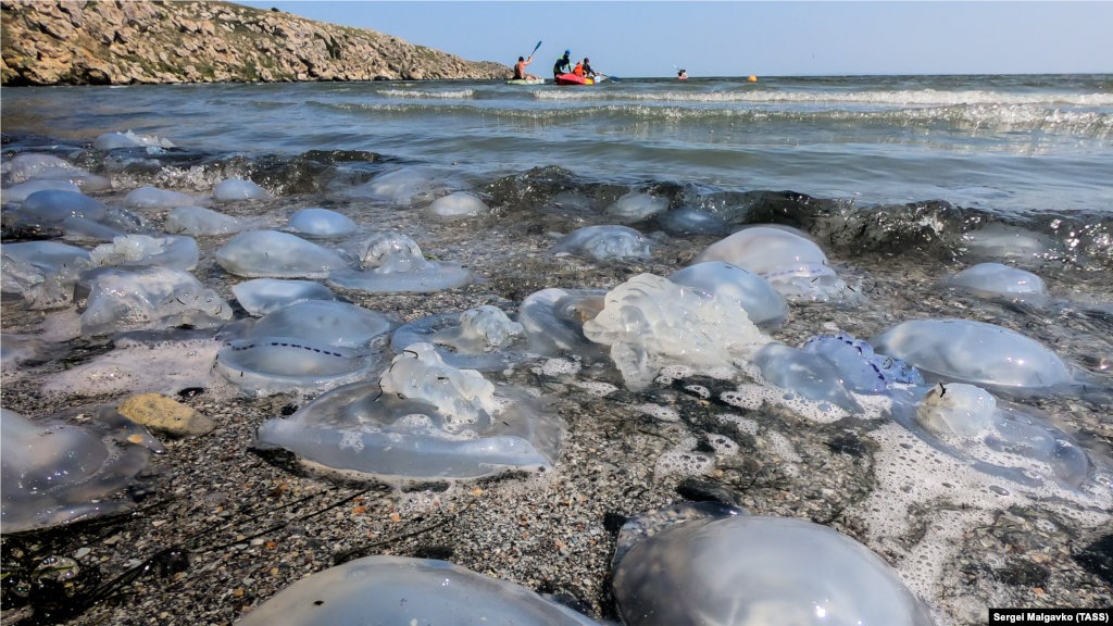 «Рівень солоності в Азовському морі визначається основними факторами – балансом стоку річок і кількістю чорноморської води, що надходить в море. За останні роки, посушливі, стік основних річок Кубані й Дону знизився, відповідно, підвищився і рівень солоності», – сказав керівник відділу морської санітарної гідробіології «Інституту біології південних морів імені О.О. Ковалевського РАН» Сергій Алемов в коментарі виданню Reuters