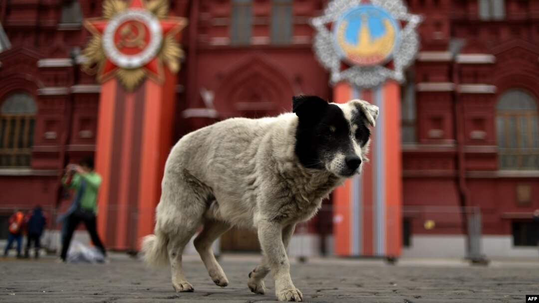 Москва, 30 апреля, собака, гуляющая по Красной площади на фоне Исторического музея, украшенного к празднованию 70-летия Победы